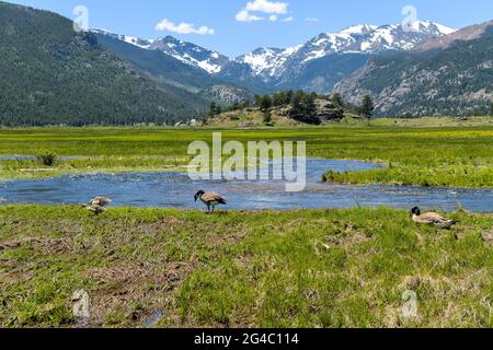 Oche a Moraine Park - UNA giovane famiglia di oca che riposa e si nuote in una palude paludosa lungo il lato del fiume Big Thompson nel parco Moraine di RMNP, CO, USA. Foto Stock