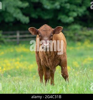 Vitello Ruby Devon in campo Foto Stock