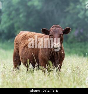 Ruby Devon Cow in campo Foto Stock