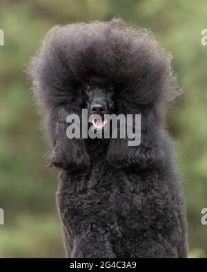 Cane di Poodle standard Foto Stock