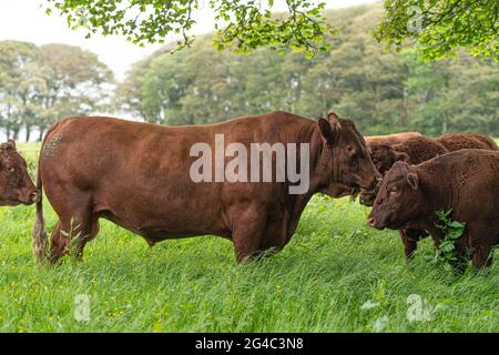 ruby Devon bull con mucche in un campo Foto Stock