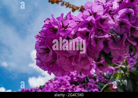Bougainvillea glabra, fiore viola. Foto Stock
