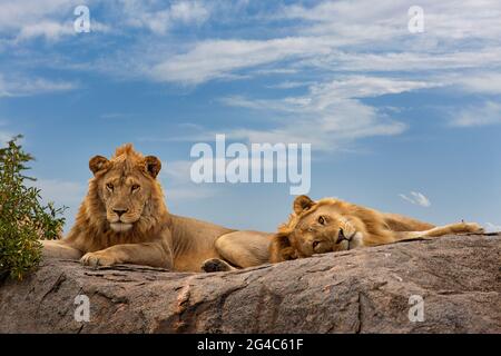 Lions in cima alla roccia a Serengeti, Tanzania Foto Stock