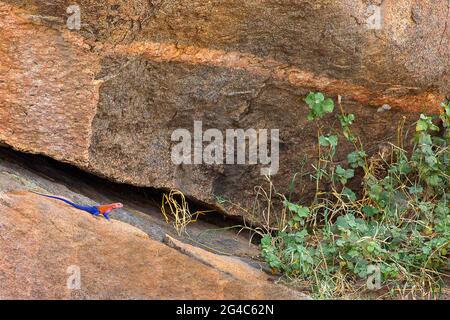 La lucertola AGAMA conosciuta anche come lucertola a testa piatta AGAMA Mwanzae come sulla roccia a Serengeti, Tanzania, Africa Foto Stock