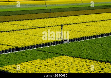 Settore florovivaistico, piante di piume da ginestra, in vasi da fiori, all'aperto, Calluna vulgaris, NRW, Germania Foto Stock