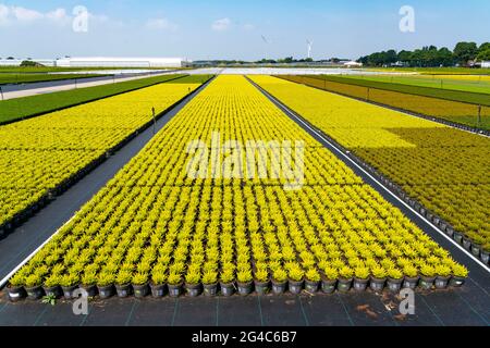 Settore florovivaistico, piante di piume da ginestra, in vasi da fiori, all'aperto, Calluna vulgaris, NRW, Germania Foto Stock