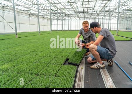 Vivaio orticolo, talee, piante di lavanda, Lavandula angustifolia, nella casa di propagazione, qui le piante crescono, in alta umidità, per svilupparsi Foto Stock