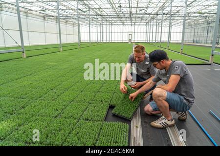 Vivaio orticolo, talee, piante di lavanda, Lavandula angustifolia, nella casa di propagazione, qui le piante crescono, in alta umidità, per svilupparsi Foto Stock