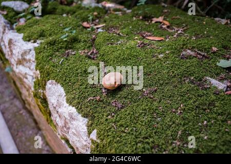 Vecchio muro di pietra con muschio e fungo Foto Stock