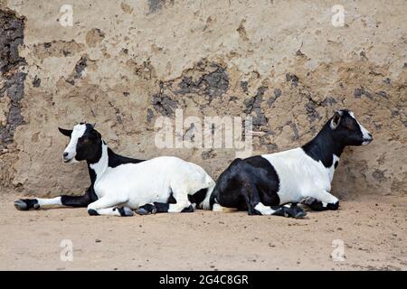 Capre bianche e nere che siedono, Uganda Foto Stock