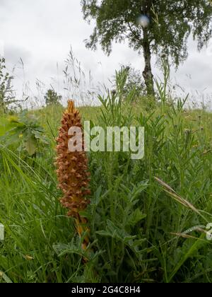 Knapweed Broomstupro (Orobanche elatior) conosciuto anche come Tall Broomstupro. È una pianta parassita. Foto Stock