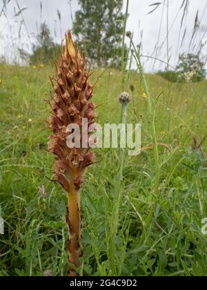 Knapweed Broomstupro (Orobanche elatior) conosciuto anche come Tall Broomstupro. È una pianta parassita. Foto Stock