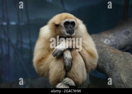 Primo piano di un simpatico Gibbon bianco con pelliccia marrone chiaro Foto Stock