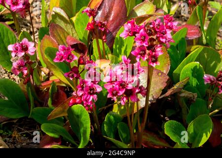 Bergenia Elefanti orecchie Bergenia 'Flirt' Fiori rosa fiore Foto Stock