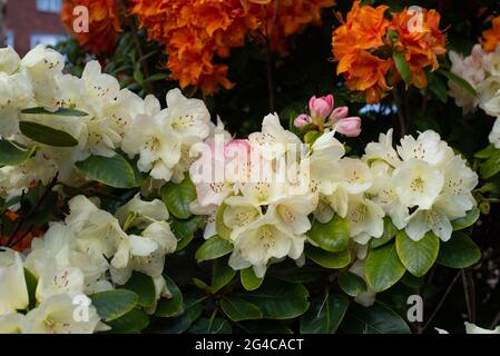 Germogli rosa, giallo pallido Rhodendron Horizon Monarch Foto Stock