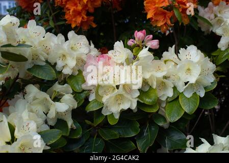 Germogli rosa, giallo pallido Rhodendron Horizon Monarch Foto Stock