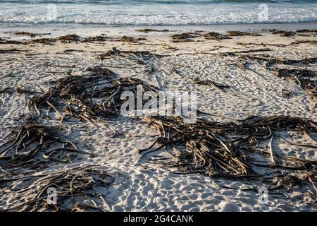 Le alghe di kelp si sono rivisitati sulla costa vicino a Kommetjie, sulla penisola del Capo del Sud Africa, vicino a Città del Capo. Foto Stock