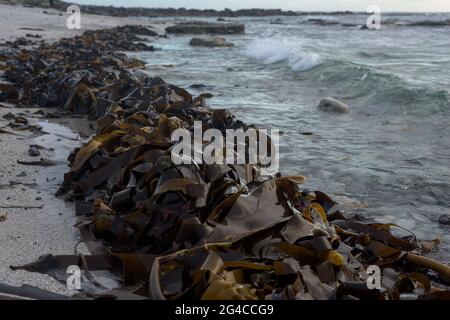 Le alghe di kelp si bagna sulla costa vicino a Kommetjie, sulla penisola del Capo del Sud Africa, vicino a Città del Capo. Foto Stock