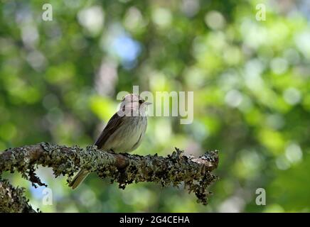 Flycatcher avvistato (Muscicapa striata) seduto su un ramo di acero Foto Stock