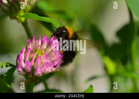 Bumblebee affamato su fiore rosa Foto Stock