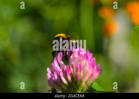 Bumblebee affamato su fiore rosa Foto Stock
