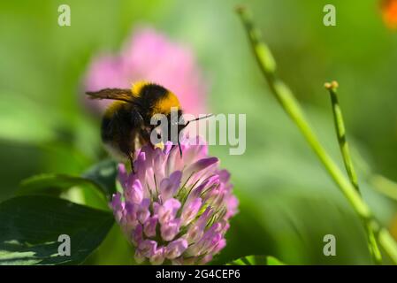 Bumblebee affamato su fiore rosa Foto Stock