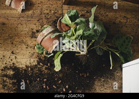 Pianta domestica rotta e sporcizia sul pavimento. Pezzi rotti di creta pentola, verde maranta pianta con radici, terreno su pavimento di legno. Vista dall'alto Foto Stock