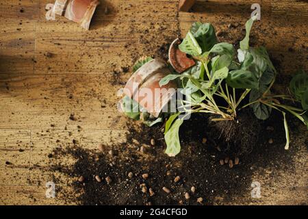 Pianta domestica rotta e sporcizia sul pavimento. Pezzi rotti di creta pentola, verde maranta pianta con radici, terreno su pavimento di legno. Vista dall'alto Foto Stock