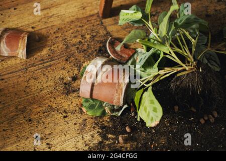 Pianta domestica rotta e sporcizia sul pavimento. Pezzi rotti di creta pentola, verde maranta pianta con radici, terreno su pavimento di legno. Vista dall'alto Foto Stock