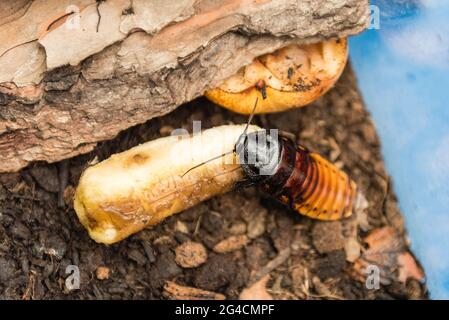 Madagascar scarafaggio sibilante aka Gromphadorina Portentosa mentre mangia una banana. Si tratta di uno dei più grandi specie di scarafaggi Foto Stock