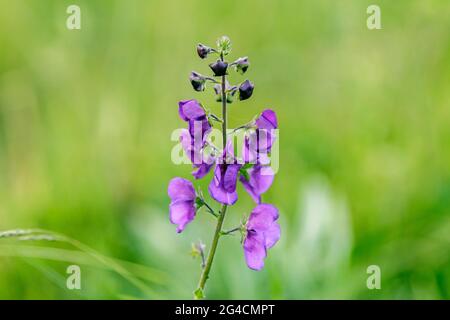 Un Aconitum napellus Foto Stock