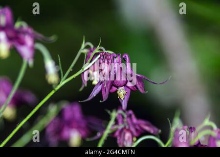 Un atrata di Aquilegia Foto Stock