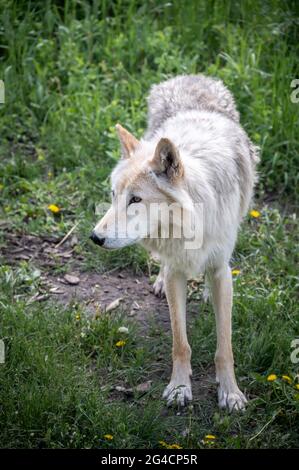 Un cane da lupo al santuario del cane da cuccia Yamnuska in Alberta. Foto Stock
