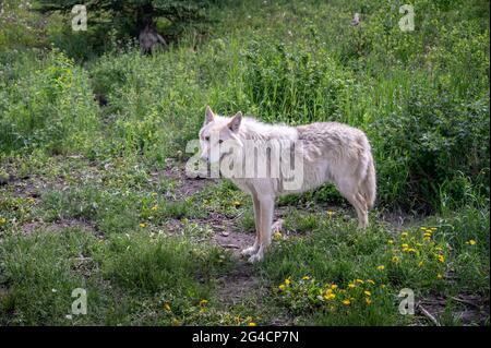 Un cane da lupo al santuario del cane da cuccia Yamnuska in Alberta. Foto Stock
