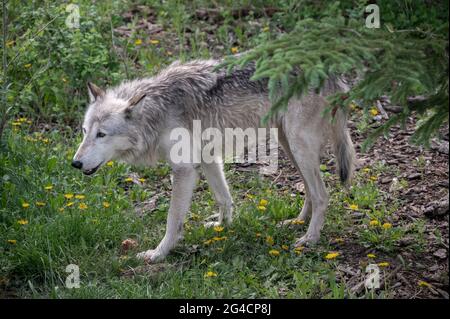 Un cane da lupo al santuario del cane da cuccia Yamnuska in Alberta. Foto Stock