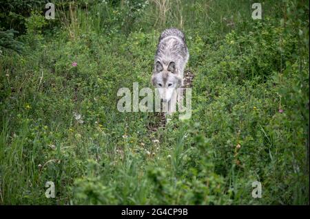 Un cane da lupo al santuario del cane da cuccia Yamnuska in Alberta. Foto Stock
