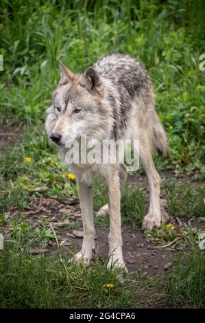 Un cane da lupo al santuario del cane da cuccia Yamnuska in Alberta. Foto Stock