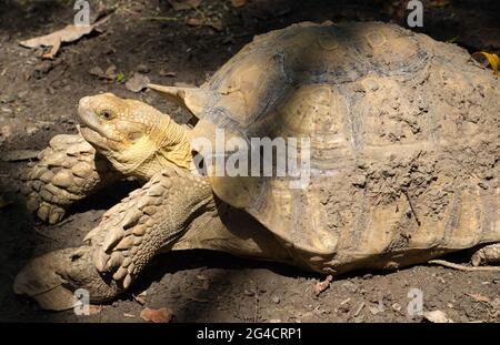 Tartaruga africana spurrata con fango nella vista laterale del guscio Foto Stock