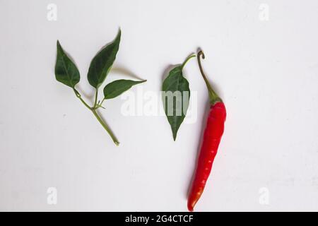 Peperoncino rosso isolato su una superficie bianca Foto Stock