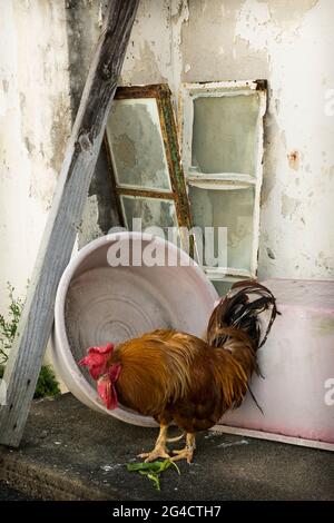 Un gallo fuori di una casa di villaggio su Tap Mun (Grass Island), New Territories, Hong Kong Foto Stock