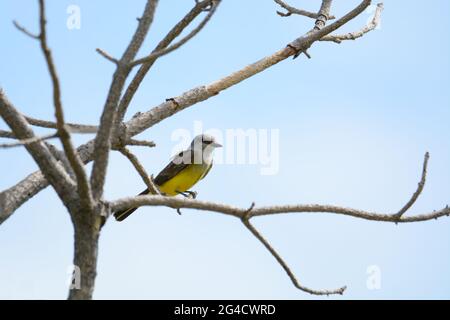 Western kingbird uccello o Tyrannus verticalis arroccato su ramo albero morto Foto Stock