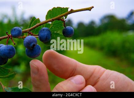 Raccolta a mano di mirtilli biologici freschi interi su Blue Berry Farm in estate Foto Stock