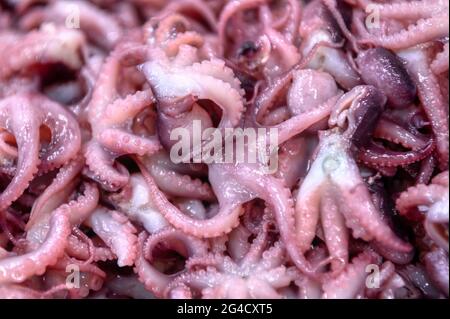 Un sacco di piccoli polpi in scatola. Ingredienti per insalata di mare Foto Stock