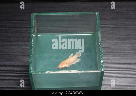 Foto della morte Soft Big Ear Gold Plakat, placard Cubang, Betta, Siamese Figthing Fish at Man Hand Foto Stock