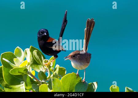 Red-backed Fairy Wrens che mostra il comportamento di courtship sulla punta di Cabarita, NSW settentrionale, Australia Foto Stock