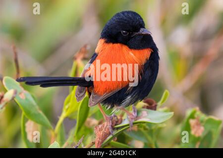 Red-backed Fairy Wrens che mostra il comportamento di courtship sulla punta di Cabarita, NSW settentrionale, Australia Foto Stock