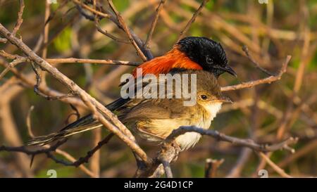 Red-backed Fairy Wrens che mostra il comportamento di courtship sulla punta di Cabarita, NSW settentrionale, Australia Foto Stock