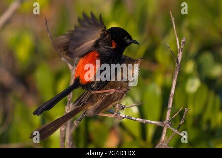 Red-backed Fairy Wrens che mostra il comportamento di courtship sulla punta di Cabarita, NSW settentrionale, Australia Foto Stock