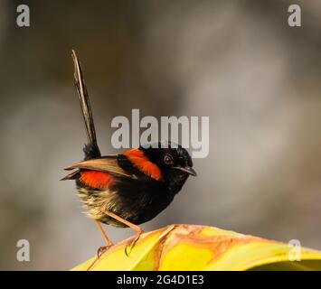 Red-backed Fairy Wrens che mostra il comportamento di courtship sulla punta di Cabarita, NSW settentrionale, Australia Foto Stock