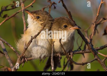 Red-backed Fairy Wrens che mostra il comportamento di courtship sulla punta di Cabarita, NSW settentrionale, Australia Foto Stock